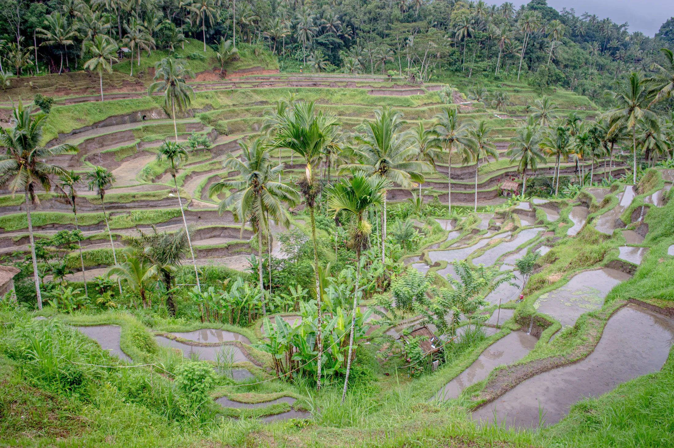 The stepped rice terraces at Tegallalang north of Ubud, coconut palms through the middle of them
